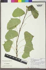 Populus deltoides subsp. monilifera image