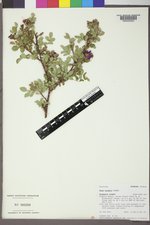 Rosa woodsii image