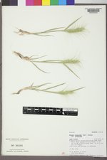 Elymus elymoides var. elymoides image