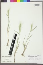 Elymus elymoides var. elymoides image