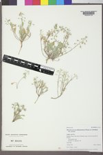 Physaria arenosa var. arenosa image