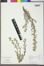 Oreocarya glomerata image