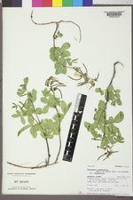 Thermopsis rhombifolia var. rhombifolia image