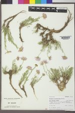 Erigeron pulcherrimus image