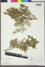 Juniperus scopulorum image