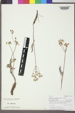 Lomatium orientale image