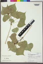 Populus deltoides subsp. monilifera image