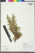 Juniperus communis var. depressa image