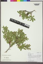 Rosa woodsii image