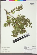 Rosa woodsii image