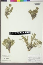 Picrothamnus desertorum image
