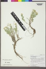 Xanthisma grindelioides var. grindelioides image