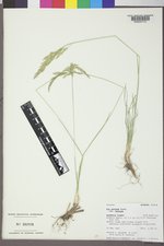 Poa secunda subsp. secunda image