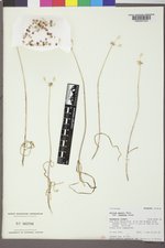 Allium geyeri var. tenerum image