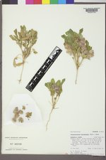 Tripterocalyx micranthus image