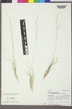 Aristida purpurea var. fendleriana image