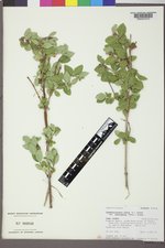 Symphoricarpos albus var. laevigatus image