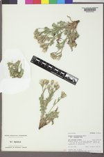 Crepis occidentalis image