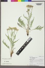 Crepis modocensis var. modocensis image