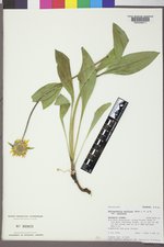 Helianthella uniflora image