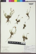 Penstemon laricifolius var. laricifolius image