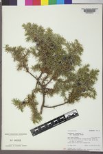 Juniperus communis var. depressa image