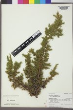 Juniperus communis var. depressa image