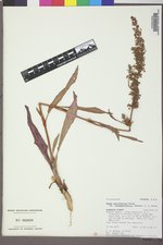 Rumex triangulivalvis image