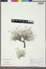 Eriogonum pauciflorum image
