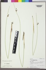 Juncus balticus subsp. balticus image