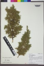 Juniperus communis var. depressa image