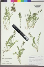 Astragalus alpinus image