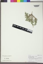 Astragalus bodinii image
