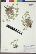 Lupinus caespitosus image
