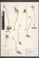 Antennaria microphylla image