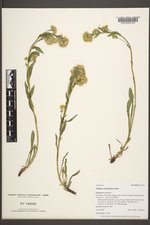 Solidago multiradiata image