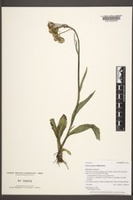 Senecio lugens image