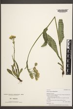 Senecio lugens image