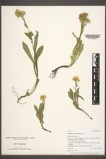 Solidago multiradiata image