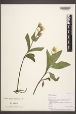 Arnica mollis image