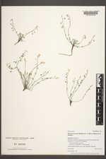 Physaria fremontii image