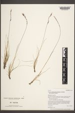Festuca viviparoidea subsp. krajinae image