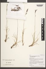 Festuca viviparoidea subsp. krajinae image