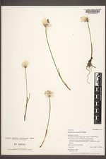 Eriophorum scheuchzeri image