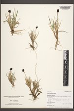 Carex nelsonii image