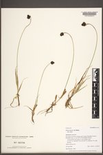Carex nova var. nova image