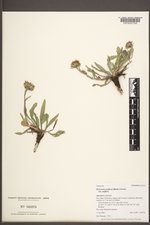 Pyrrocoma uniflora image