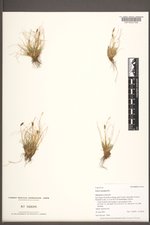 Carex nardina image