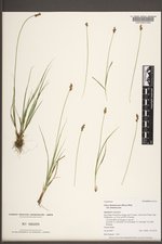 Carex brunnescens var. brunnescens image