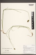 Carex hoodii image